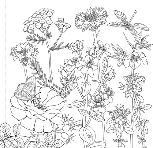 Wildflowers Artist’s Coloring Book